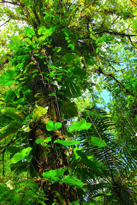 Low angle view of bamboo trees in forest