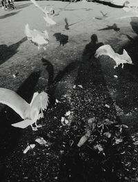 High angle view of birds flying over lake