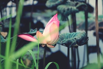 Close-up of lotus blooming outdoors