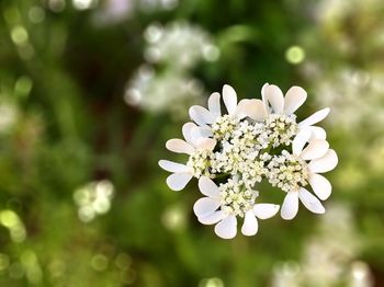 Close-up of flower against blurred background