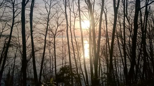 Bare trees in forest during sunset