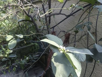 Close-up of flowers blooming on tree