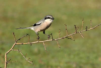 Close-up of bird perching on branch