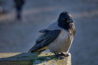 Close-up of bird perching on a wall