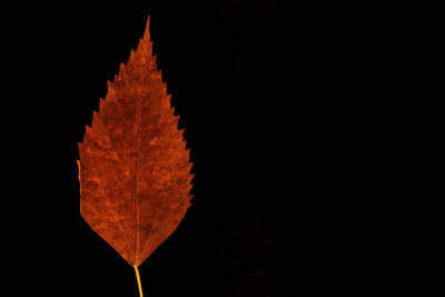 Close-up of orange leaves against black background