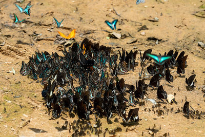 High angle view of insect on sand