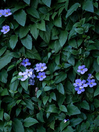 High angle view of purple flowering plants