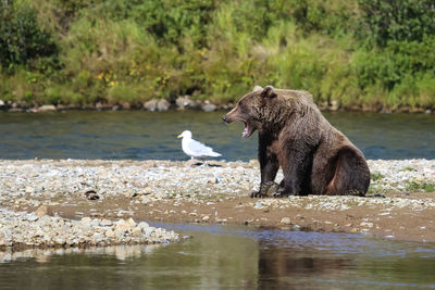 Side view of bear on riverbank