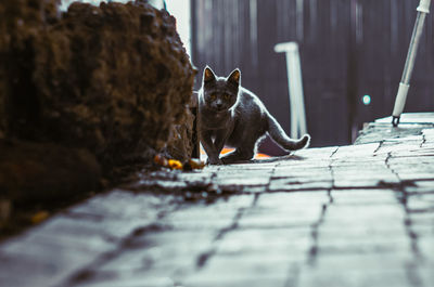 Portrait of a cat sitting on footpath