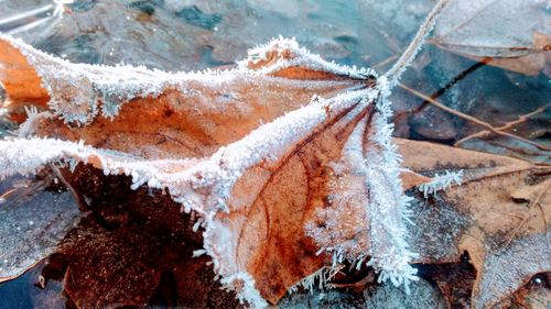 Close-up of frozen water