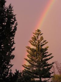 Low angle view of trees against rainbow in sky