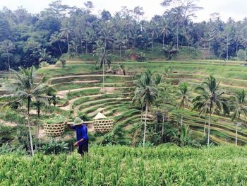 Rear view of man working in rice field