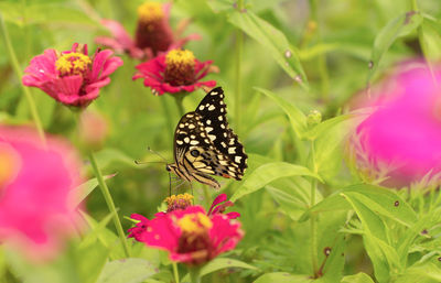 Butterfly on pink flower