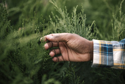 Young male farmer touching christmas tree needles at garden center