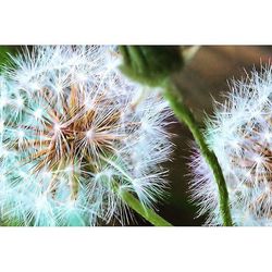 Close-up of dandelion