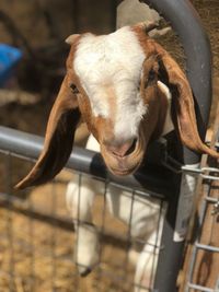 Close-up of goat