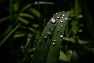 Close-up of raindrops on leaves