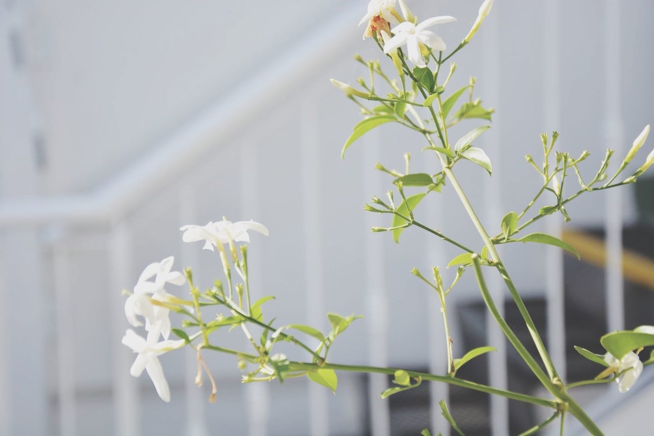 flower, freshness, fragility, petal, white color, growth, flower head, focus on foreground, beauty in nature, close-up, plant, stem, nature, leaf, blooming, blossom, in bloom, bud, white, botany