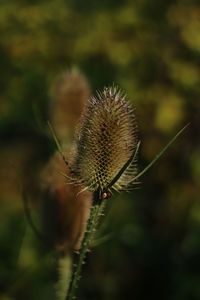 Close-up of dandelion on plant