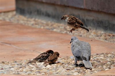 View of birds perching