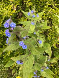 Close-up of purple flowering plants