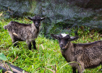Dog standing on grassy field