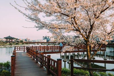 Pier by flowering tree over river