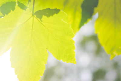 Close-up of yellow maple leaves