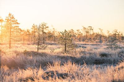 Trees and grass on field against clear sky during winter