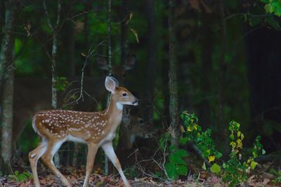 Deer standing in a forest