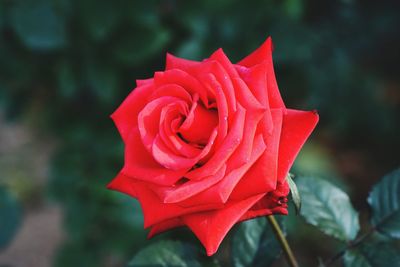 Close-up of red rose