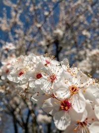 Close-up of cherry blossom