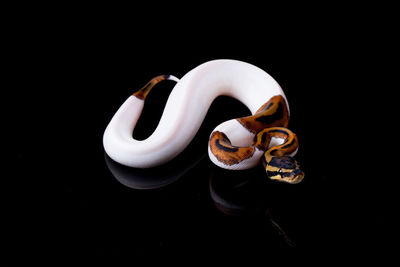 Close-up of object over black background