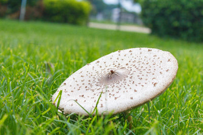 Close-up of mushroom growing on field