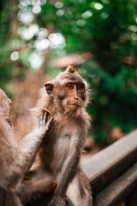 Two young monkeys grooming each other