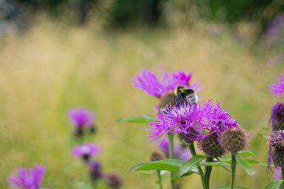 Close-up of bee on purple flower