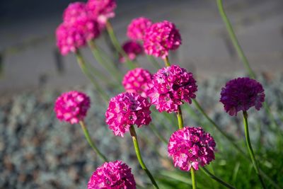 Close-up of pink flowers blooming outdoors