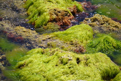 Close-up of fish in sea