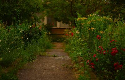 Flowering plants in garden