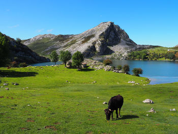 Horse grazing in a field