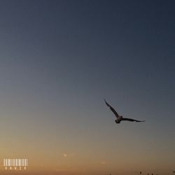 Low angle view of birds flying in sky