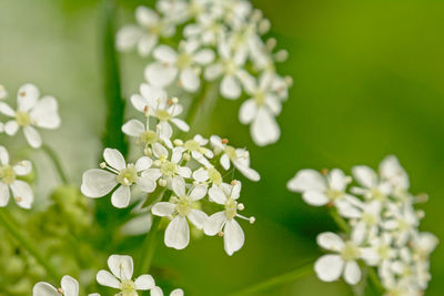 Close-up of white flowering plant