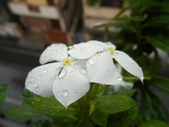 Close-up of water drops on flower