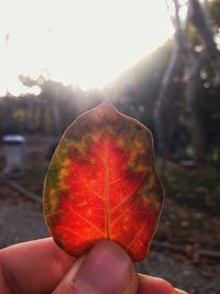 Close-up of person holding leaf