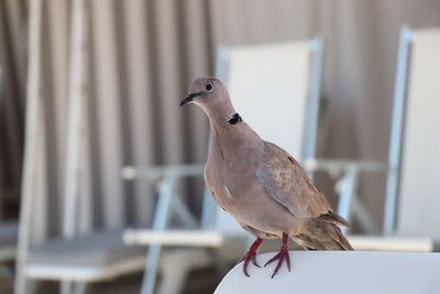 Close-up of bird perching on railing