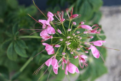 Close-up of pink flowering plant