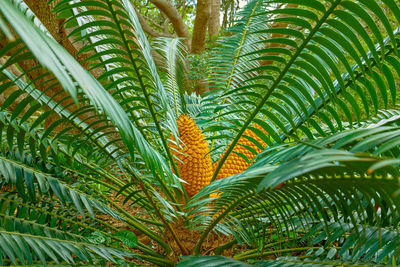 Close-up of palm tree