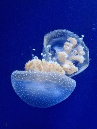 Jellyfish swimming in sea