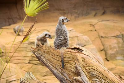 Close-up of bird perching on tree