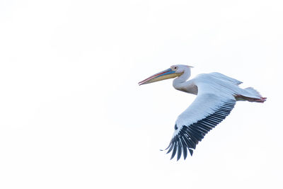 Side view of bird flying over white background